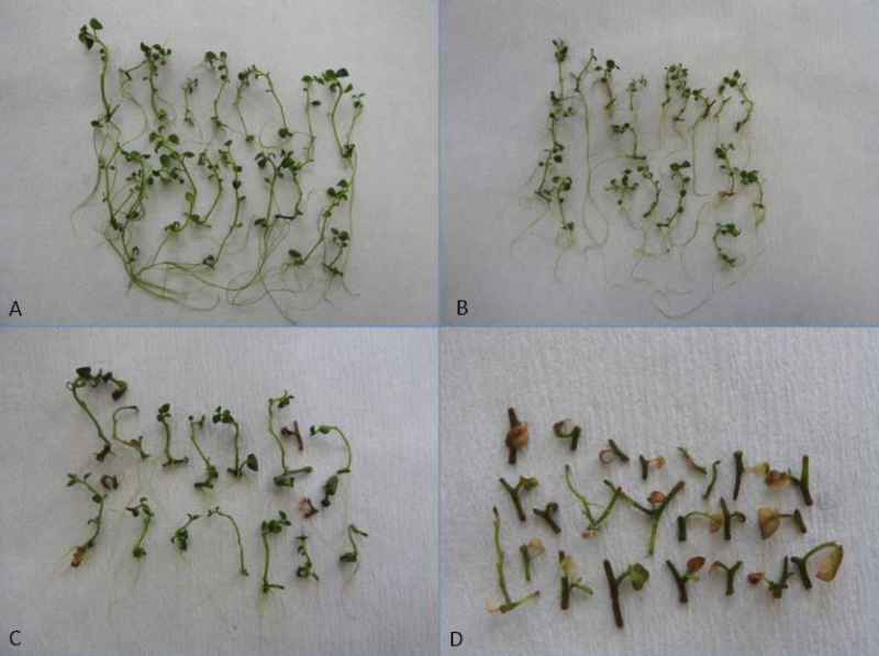 A H2 hibridvonal in vitro hajtástenyészeteinek fejlődése a különböző (A) kontroll; (B) 2,5% PEG600; (C) 5,0% PEG600 és (D) 7,5% PEG600 tartalmú táptalajon