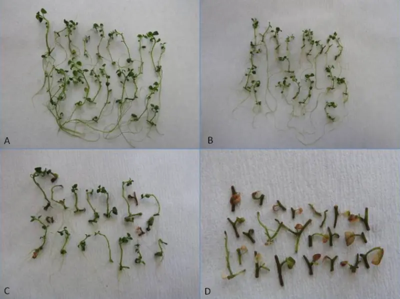 A H2 hibridvonal in vitro hajt&aacute;steny&eacute;szeteinek fejlőd&eacute;se a k&uuml;l&ouml;nb&ouml;ző (A) kontroll; (B) 2,5% PEG600; (C) 5,0% PEG600 &eacute;s (D) 7,5% PEG600 tartalm&uacute; t&aacute;ptalajon