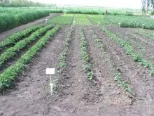 A kutat&oacute;int&eacute;zet fajtabemutat&oacute; kertje (r&eacute;szlet)